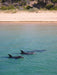 1.5 Hour Wildlife Adventure Cruise - We Wander