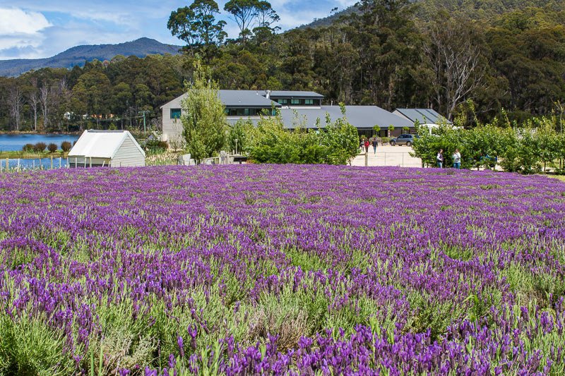 3 Day Tasmanian Highlights Tour ' Hobart, Port Arthur And Bruny Island - We Wander
