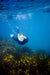 3 Hour Dolphin And Seal Swim - We Wander
