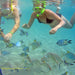 Morning Dolphin Kayaking & Snorkeling Tour