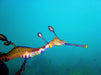 Snorkel With Sea Dragons