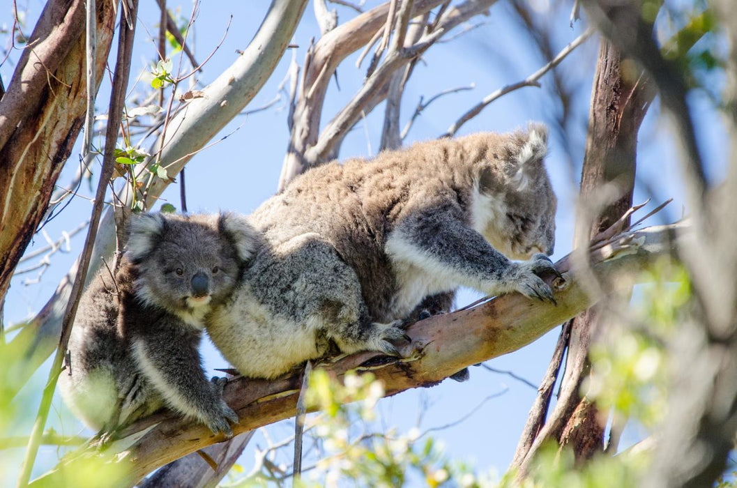 Autopia Tours: Great Ocean Road To Grampians 3 Day 