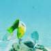 Morning Dolphin Kayaking & Snorkeling Tour