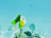 Morning Dolphin Kayaking & Snorkeling Tour