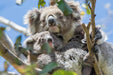 Autopia Tours: Great Ocean Road Twelve Apostles Tour - We Wander