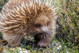 Autopia Tours: Great Ocean Road Twelve Apostles Tour - We Wander