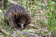 Autopia Tours: Melbourne To Adelaide 2 Day 