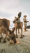 Beach Sunrise With The Wallabies - We Wander