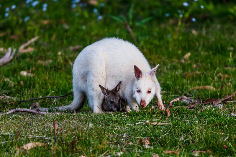 Bruny Island Traveller