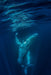 Deluxe Humpback Whale Watching Tour - We Wander