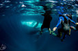 Deluxe Humpback Whale Watching Tour - We Wander