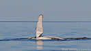 Deluxe Humpback Whale Watching Tour - We Wander