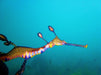 Discover Scuba Dive - We Wander