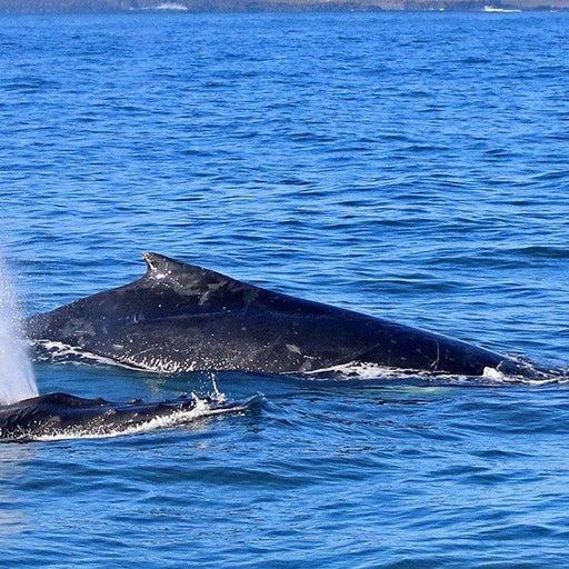 Dolphin & Whale Cruise - We Wander