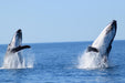 Dunsborough Whale Watching - We Wander