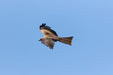 Eagles Heritage Encounters And Birds Of Prey Forest Walk - We Wander
