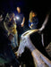 Evening Rainforest & Glow Worm Experience - We Wander