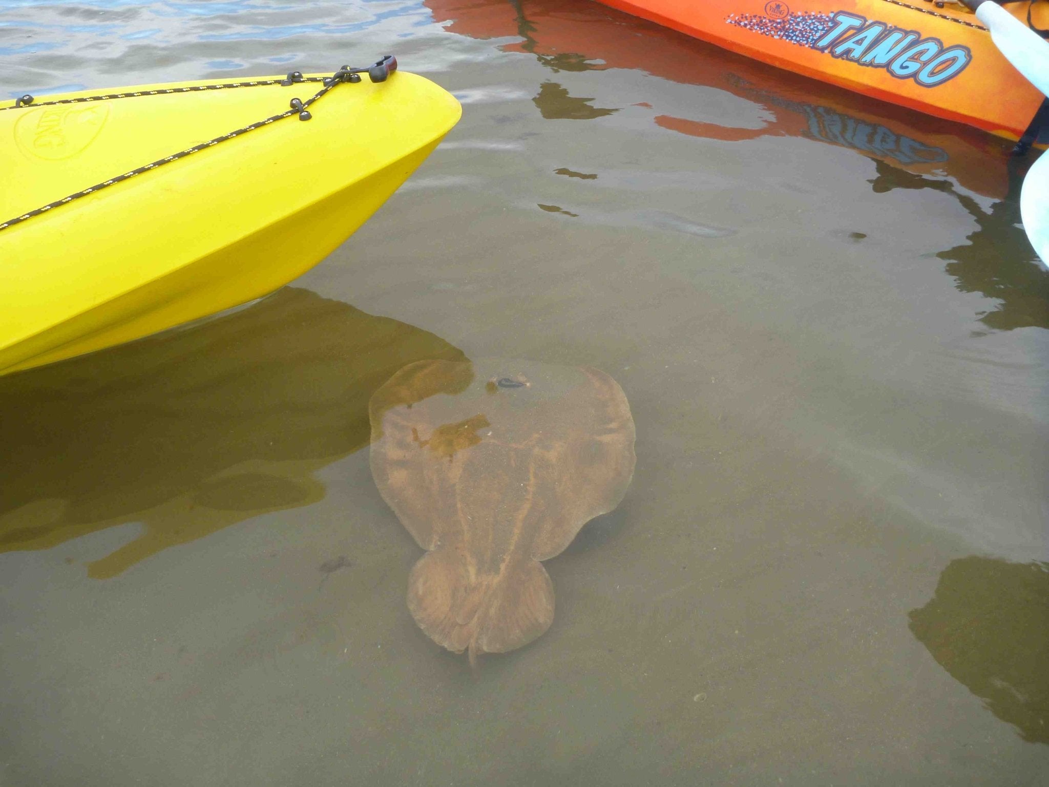 Glass Bottom Kayak Tour - Cullendulla Sanctuary - We Wander