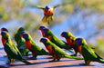 Gold Coast Eco Safari - We Wander