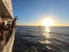 Hervey Bay Whale Search And Dolphin Watch - We Wander