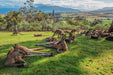 Hobart Highlights Day Tour - We Wander