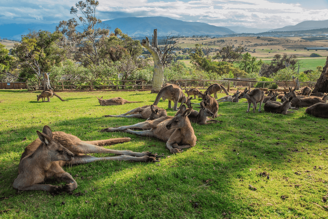 Hobart Highlights Day Tour - We Wander