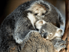 Kangaroos And Koala Experience Tour - Canberra - We Wander