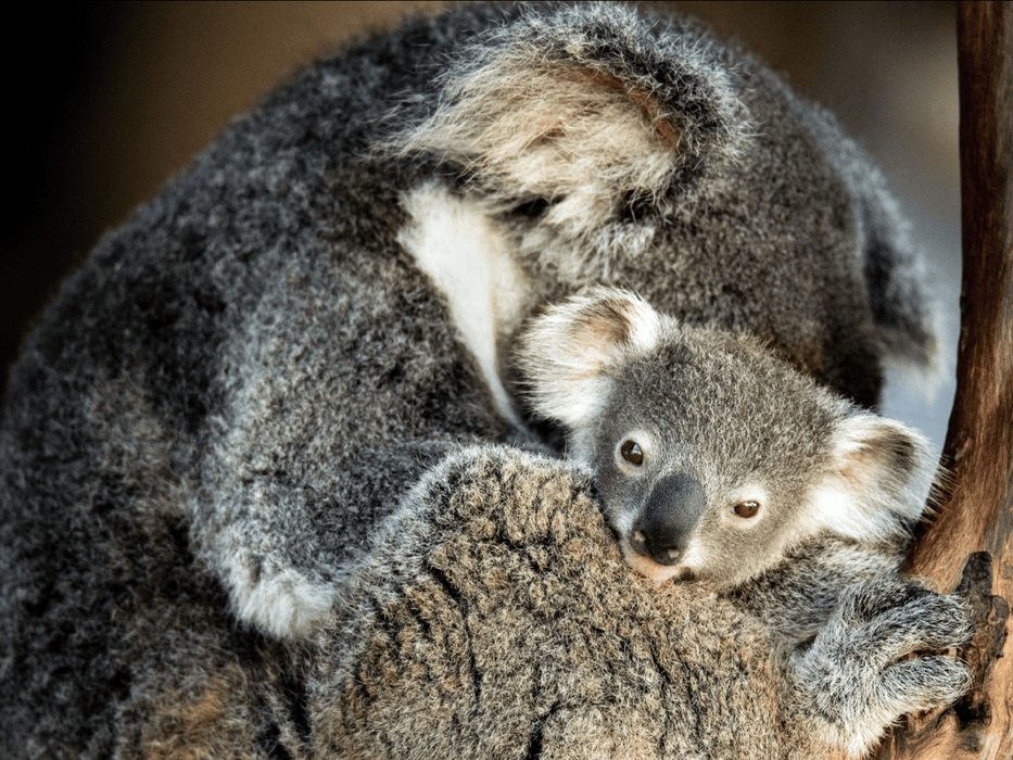 Kangaroos And Koala Experience Tour - Canberra - We Wander