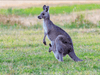 Kangaroos And Koala Experience Tour - Canberra - We Wander