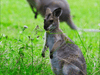 Kangaroos And Koala Experience Tour - Canberra - We Wander