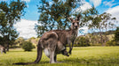 Kangaroos And Koala Experience Tour - Canberra - We Wander