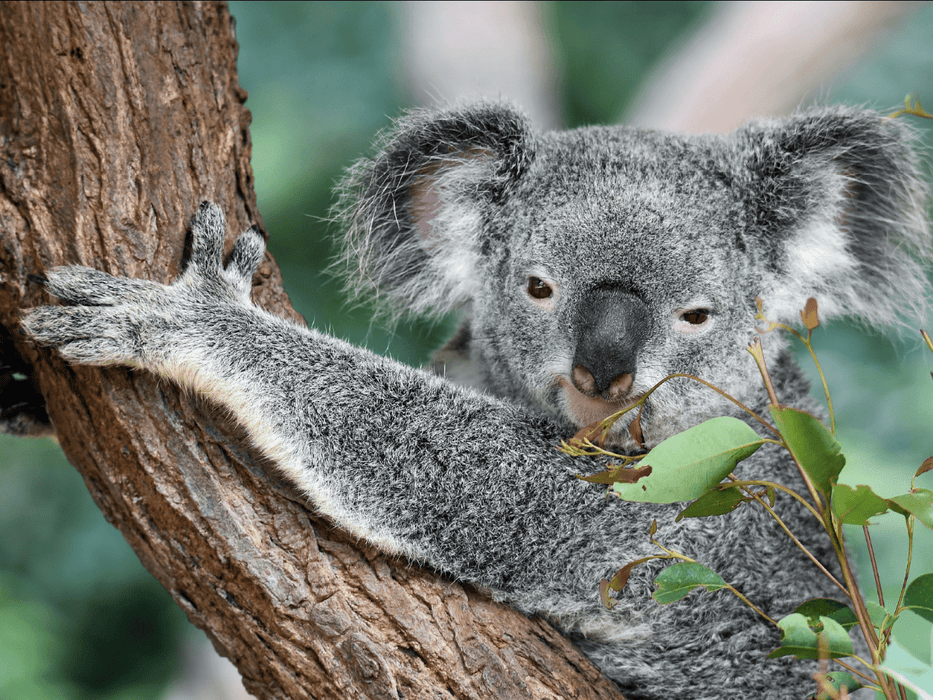Kangaroos And Koala Experience Tour - Canberra - We Wander