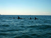 Kayak The Dolphin Sanctuary - We Wander