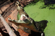 Malcolm Douglas Crocodile Feeding Tour - Entry Fees And Transport Included - We Wander