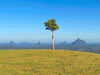 Maleny And Montville Tour With Artisan Village And Wine Tasting - Luxury Private Tour - We Wander