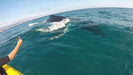 Noosa Private Day Tour - Double Island Point Wildlife Adventure - We Wander