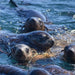 Phillip Island Seal Cruise - We Wander