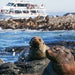 Phillip Island Seal Cruise - Family - We Wander