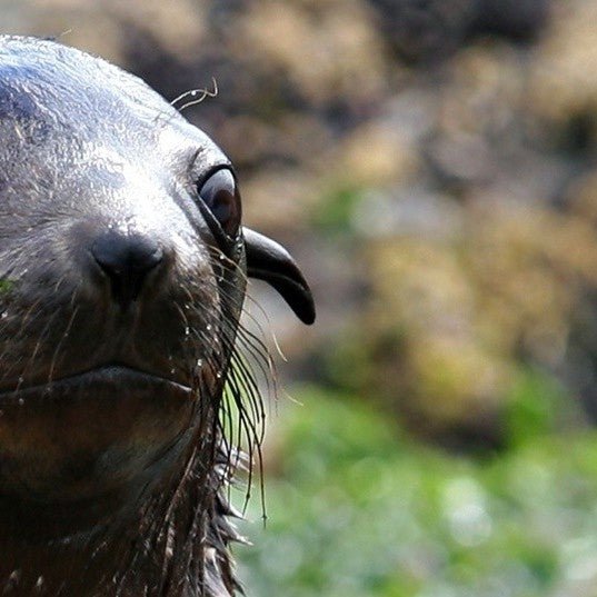 Phillip Island Seal Cruise - Family - We Wander