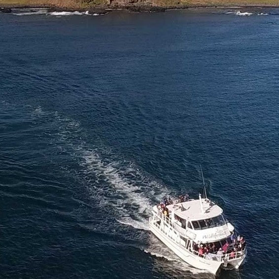 Phillip Island Seal Cruise - Family - We Wander