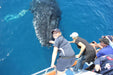 Premium Whale Watch Tour - We Wander