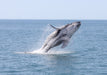 Premium Whale Watch Tour - We Wander