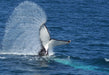 Premium Whale Watch Tour - We Wander