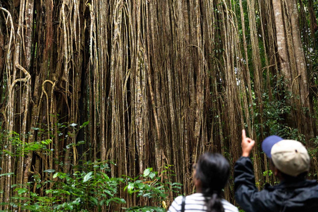 Private 1 Day Chillagoe Caves Tour - We Wander