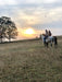 Rise And Shine - Group 75 - Minute Early Morning - We Wander