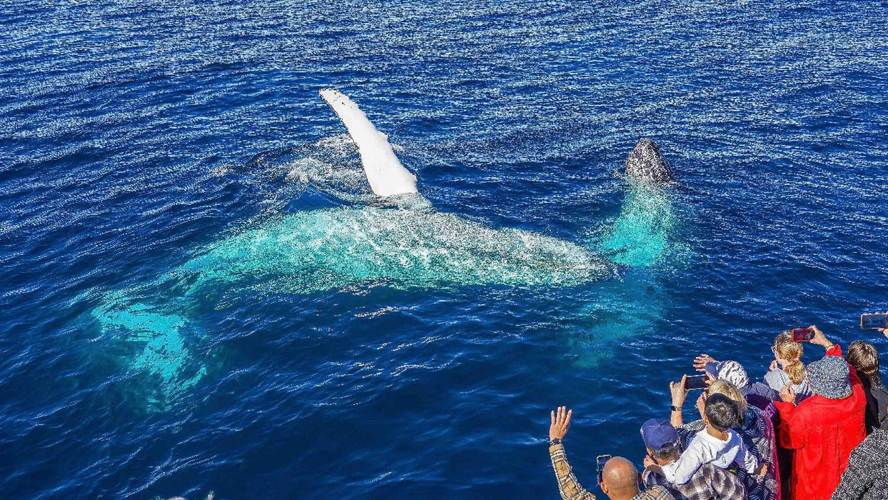 Sea World Whale Watching - We Wander