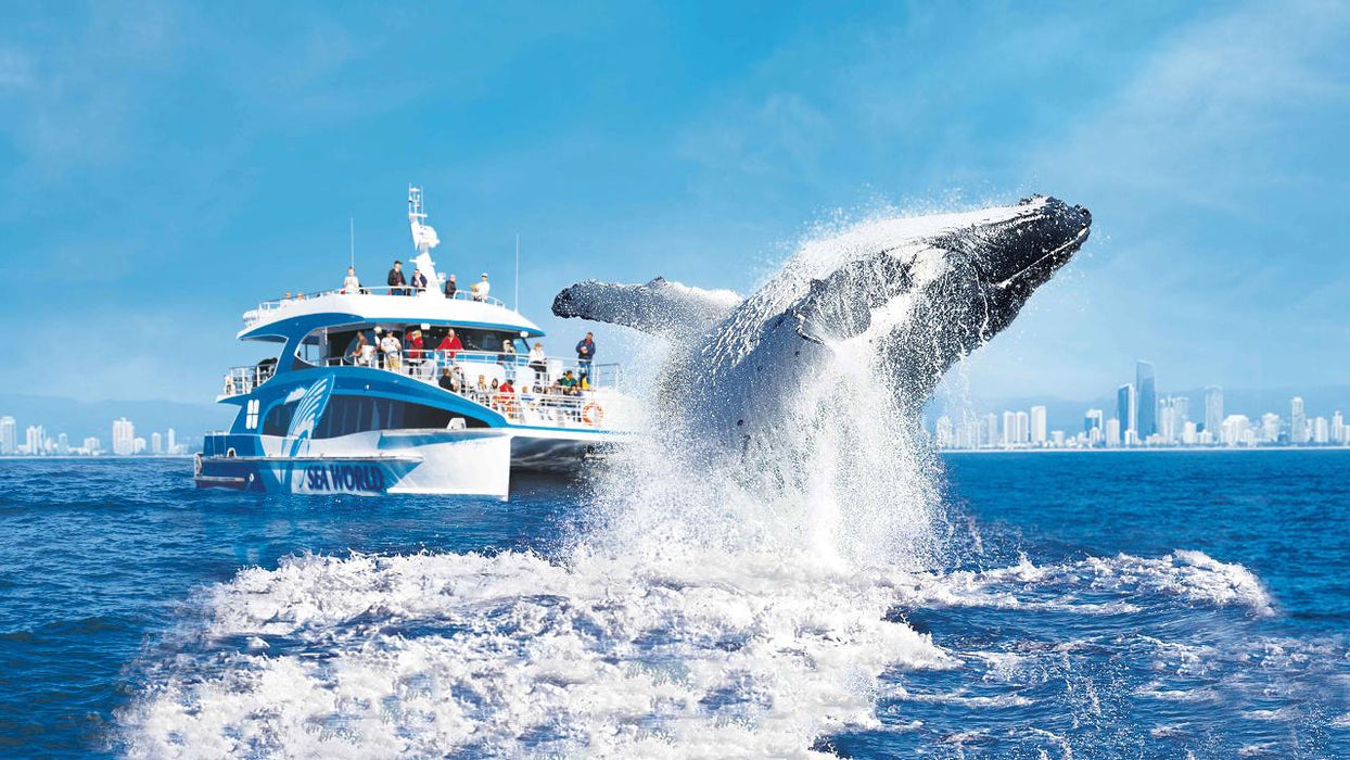 Sea World Whale Watching - We Wander