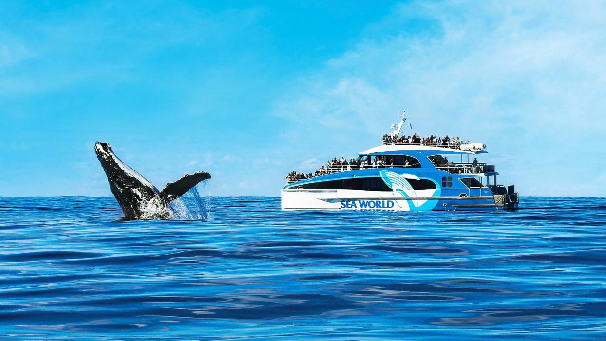 Sea World Whale Watching - We Wander