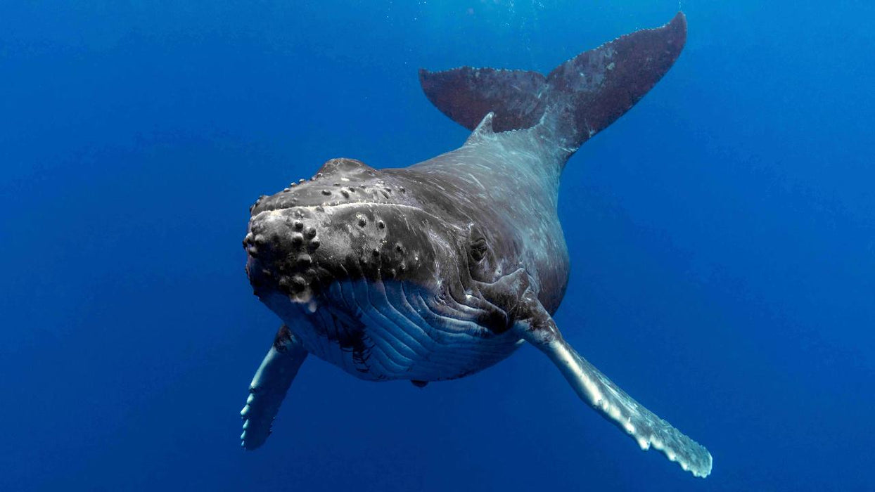 Sea World Whale Watching - We Wander