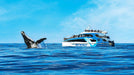 Sea World Whale Watching - We Wander